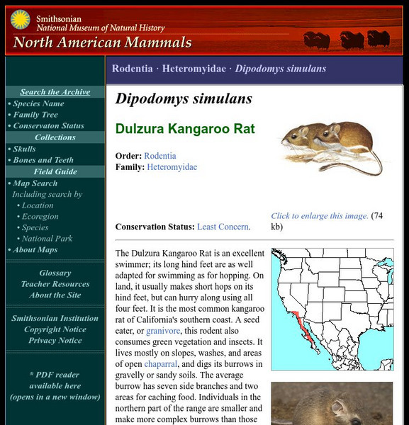 National Museum of Natural History: American Mammals: Dulzura Kangaroo Rat Handout National Museum of Natural History: American Mammals: Dulzura Kangaroo Rat Handout
