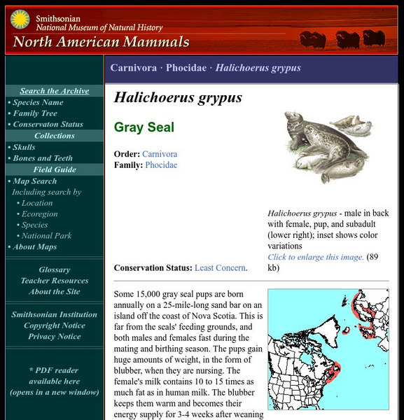 National Museum of Natural History: American Mammals: Gray Seal Handout National Museum of Natural History: American Mammals: Gray Seal Handout