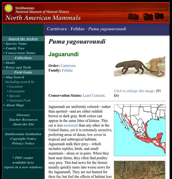 National Museum of Natural History: American Mammals: Jaguarundi Handout National Museum of Natural History: American Mammals: Jaguarundi Handout