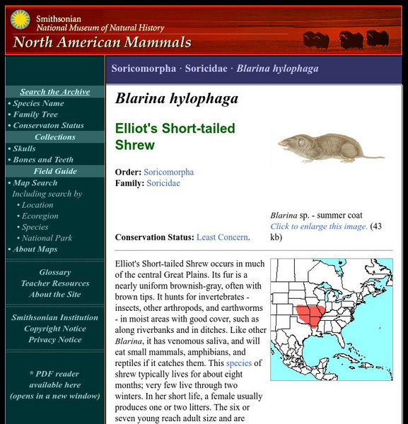 National Museum of Natural History: American Mammals: Elliot's Short Tailed Shrew Handout National Museum of Natural History: American Mammals: Elliot's Short Tailed Shrew Handout
