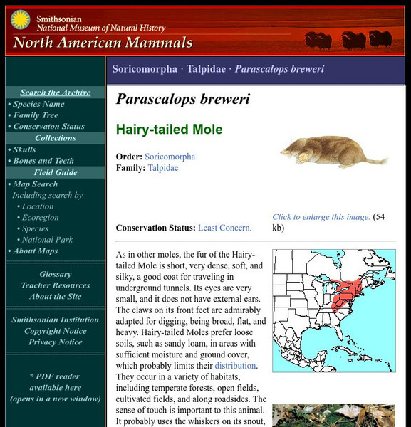 National Museum of Natural History: American Mammals: Hairy Tailed Mole Handout National Museum of Natural History: American Mammals: Hairy Tailed Mole Handout
