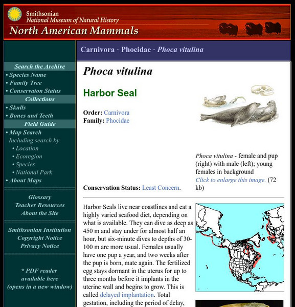 National Museum of Natural History: American Mammals: Harbor Seal Handout National Museum of Natural History: American Mammals: Harbor Seal Handout