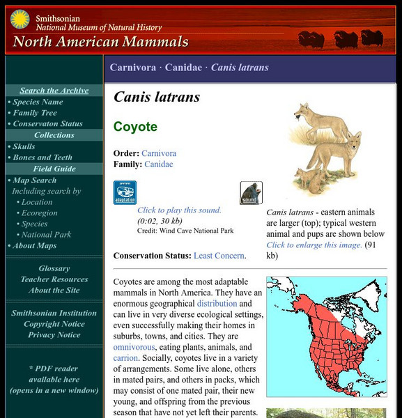 National Museum of Natural History: American Mammals: Coyote Handout National Museum of Natural History: American Mammals: Coyote Handout