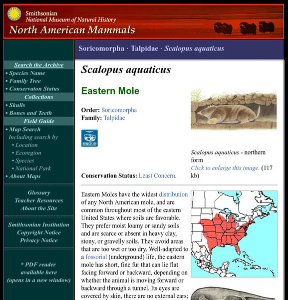 National Museum of Natural History: American Mammals: Eastern Mole Handout National Museum of Natural History: American Mammals: Eastern Mole Handout