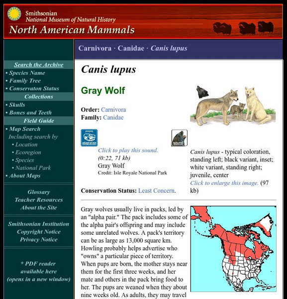 National Museum of Natural History: American Mammals: Gray Wolf Handout National Museum of Natural History: American Mammals: Gray Wolf Handout