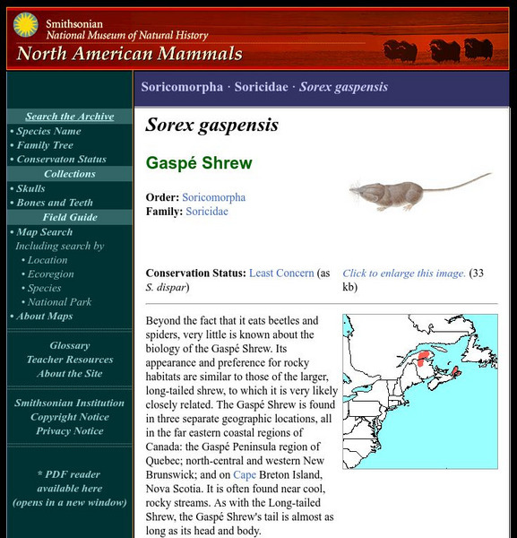 National Museum of Natural History: American Mammals: Gaspae' Shrew Handout National Museum of Natural History: American Mammals: Gaspae' Shrew Handout