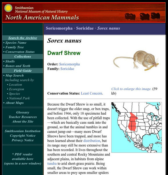 National Museum of Natural History: American Mammals: Dwarf Shrew Handout National Museum of Natural History: American Mammals: Dwarf Shrew Handout