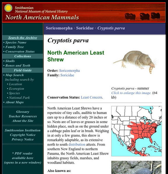 National Museum of Natural History: American Mammals: North American Least Shrew Handout National Museum of Natural History: American Mammals: North American Least Shrew Handout