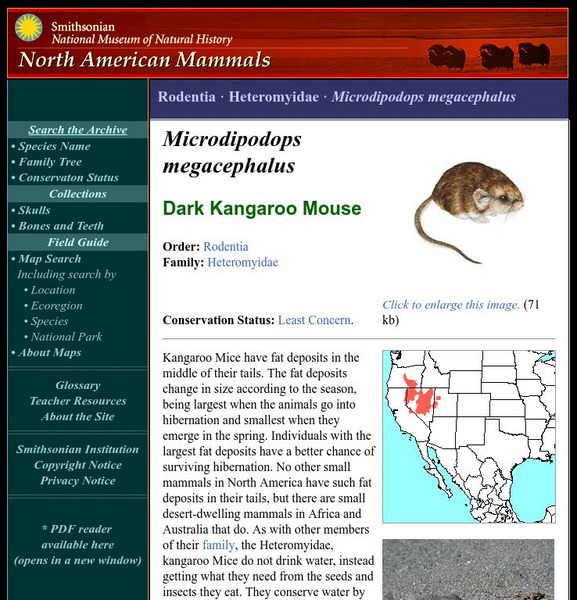 National Museum of Natural History: American Mammals: Dark Kangaroo Mouse Handout National Museum of Natural History: American Mammals: Dark Kangaroo Mouse Handout