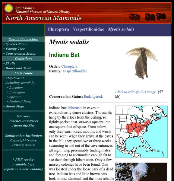 National Museum of Natural History: American Mammals: Indiana Bat Handout National Museum of Natural History: American Mammals: Indiana Bat Handout