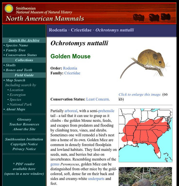 National Museum of Natural History: American Mammals: Golden Mouse Handout National Museum of Natural History: American Mammals: Golden Mouse Handout