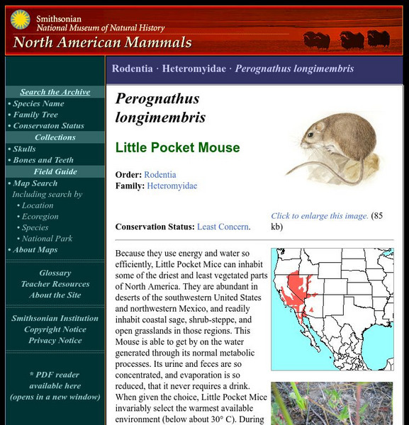 National Museum of Natural History: American Mammals: Little Pocket Mouse Handout National Museum of Natural History: American Mammals: Little Pocket Mouse Handout