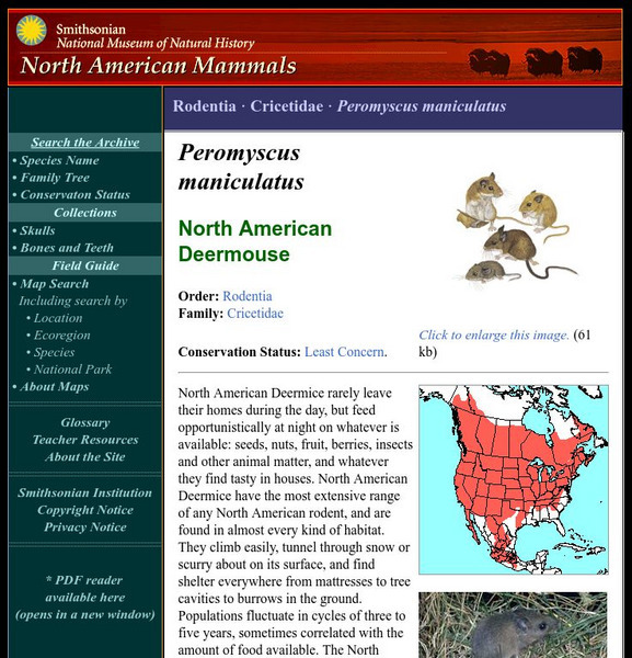 National Museum of Natural History: American Mammals: North American Deermouse Handout National Museum of Natural History: American Mammals: North American Deermouse Handout
