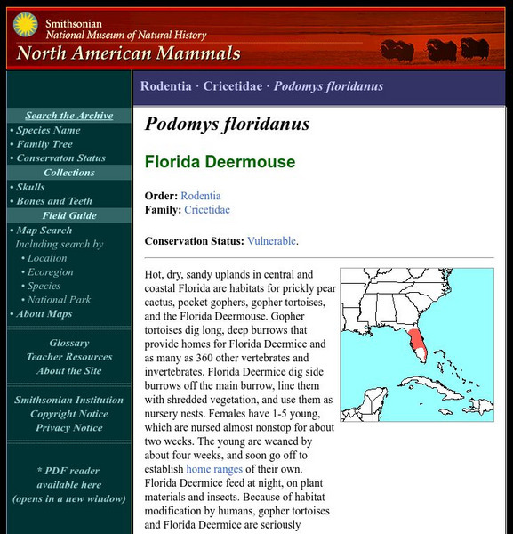 National Museum of Natural History: American Mammals: Florida Mouse Handout National Museum of Natural History: American Mammals: Florida Mouse Handout