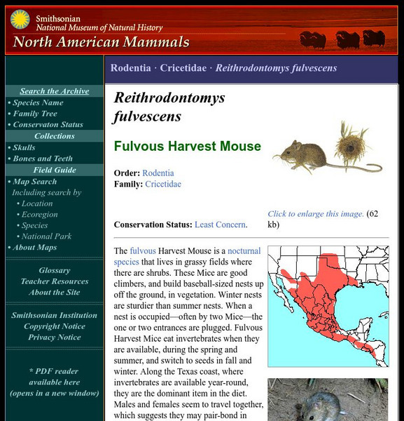National Museum of Natural History: American Mammals: Fulvous Harvest Mouse Handout National Museum of Natural History: American Mammals: Fulvous Harvest Mouse Handout