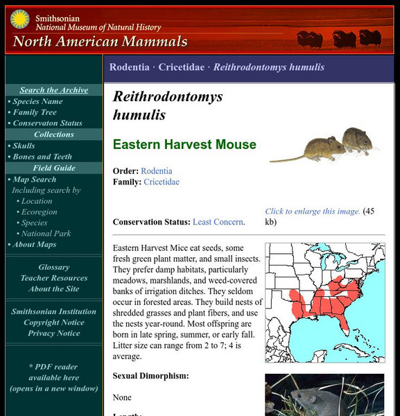 National Museum of Natural History: American Mammals: Eastern Harvest Mouse Handout National Museum of Natural History: American Mammals: Eastern Harvest Mouse Handout