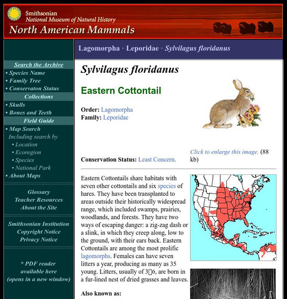 National Museum of Natural History: American Mammals: Eastern Cottontail Handout National Museum of Natural History: American Mammals: Eastern Cottontail Handout