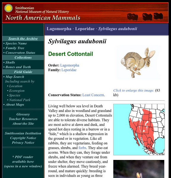 National Museum of Natural History: American Mammals: Desert Cottontail Handout National Museum of Natural History: American Mammals: Desert Cottontail Handout