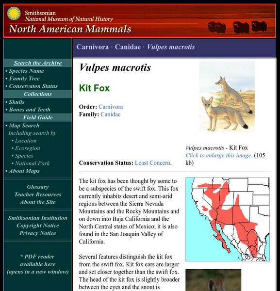 National Museum of Natural History: American Mammals: Kit Fox Handout National Museum of Natural History: American Mammals: Kit Fox Handout