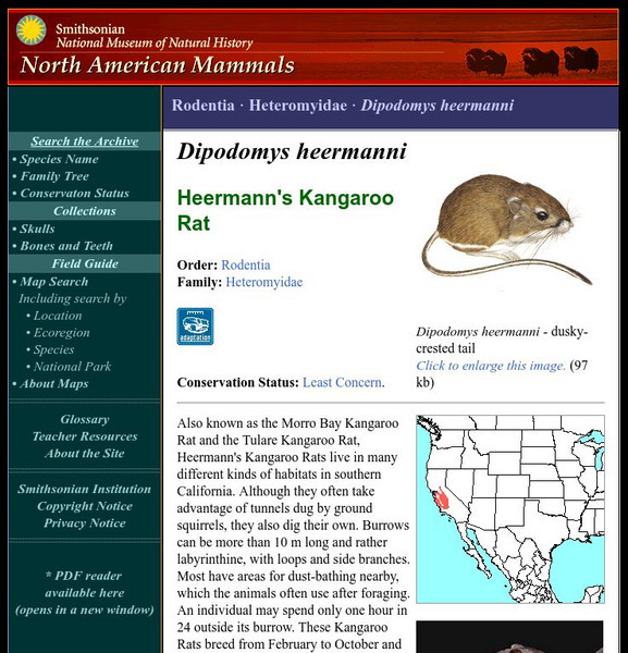 National Museum of Natural History: American Mammals: Heermann's Kangaroo Rat Handout National Museum of Natural History: American Mammals: Heermann's Kangaroo Rat Handout