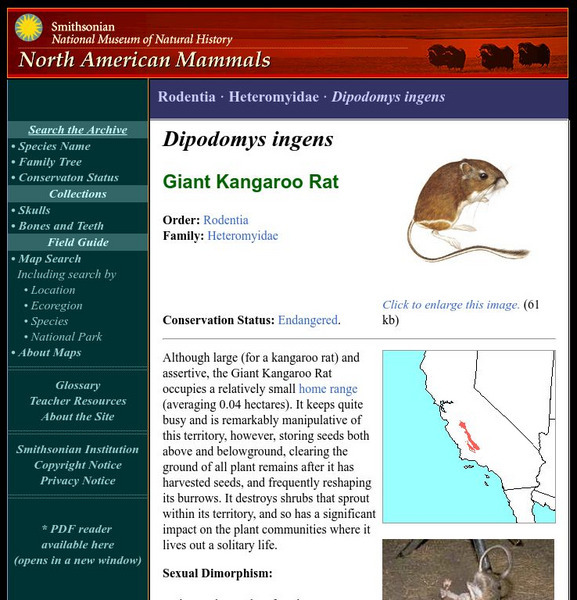 National Museum of Natural History: American Mammals: Giant Kangaroo Rat Handout National Museum of Natural History: American Mammals: Giant Kangaroo Rat Handout