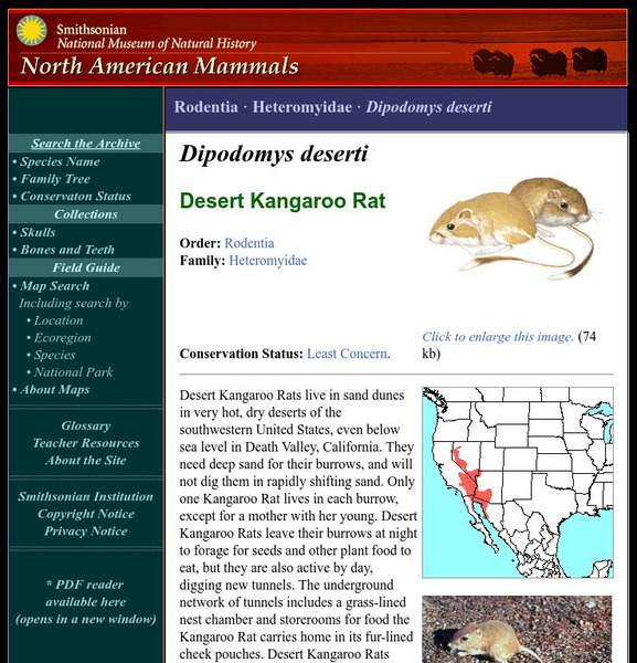 National Museum of Natural History: American Mammals: Desert Kangaroo Rat Handout National Museum of Natural History: American Mammals: Desert Kangaroo Rat Handout