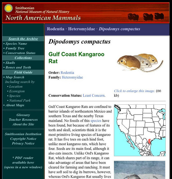 National Museum of Natural History: American Mammals: Gulf Coast Kangaroo Rat Handout National Museum of Natural History: American Mammals: Gulf Coast Kangaroo Rat Handout