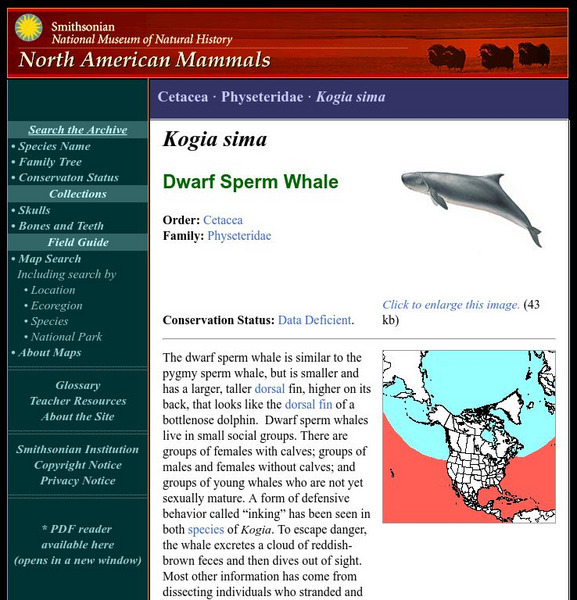 National Museum of Natural History: American Mammals: Dwarf Sperm Whale Handout National Museum of Natural History: American Mammals: Dwarf Sperm Whale Handout