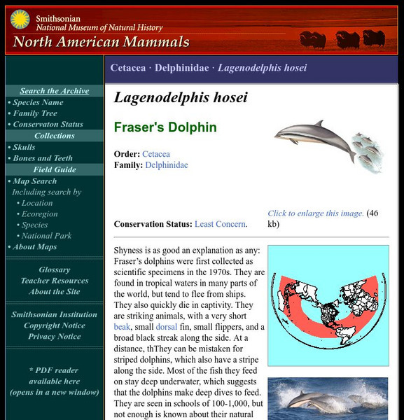 National Museum of Natural History: American Mammals: Fraser's Dolphin Handout National Museum of Natural History: American Mammals: Fraser's Dolphin Handout