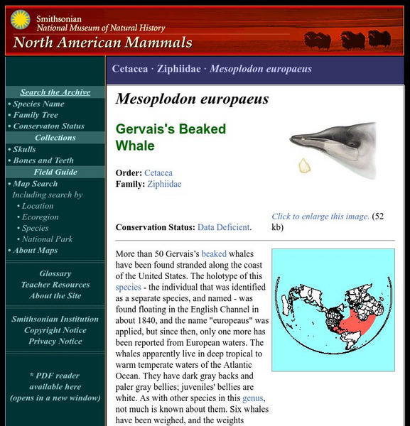 National Museum of Natural History: American Mammals: Gervais's Beaked Whale Handout National Museum of Natural History: American Mammals: Gervais's Beaked Whale Handout