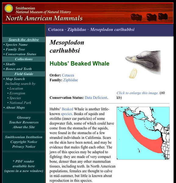 National Museum of Natural History: American Mammals: Hubbs's Beaked Whale Handout National Museum of Natural History: American Mammals: Hubbs's Beaked Whale Handout