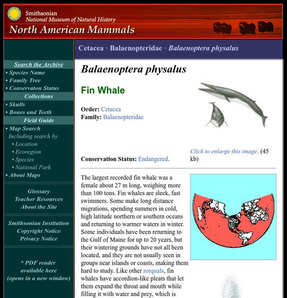 National Museum of Natural History: American Mammals: Fin Whale Handout National Museum of Natural History: American Mammals: Fin Whale Handout