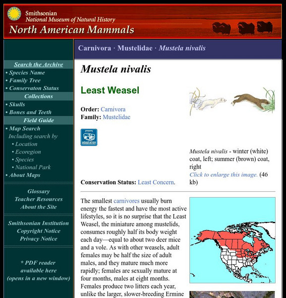National Museum of Natural History: American Mammals: Least Weasel Handout National Museum of Natural History: American Mammals: Least Weasel Handout