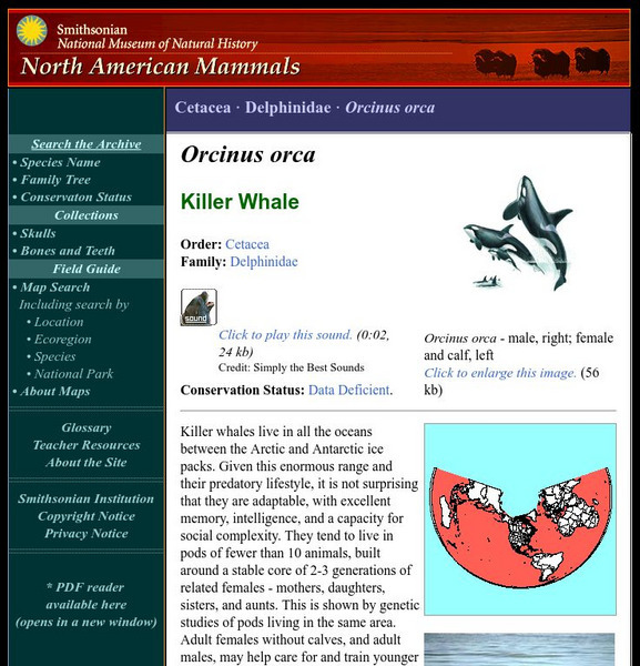 National Museum of Natural History: American Mammals: Killer Whale Handout National Museum of Natural History: American Mammals: Killer Whale Handout