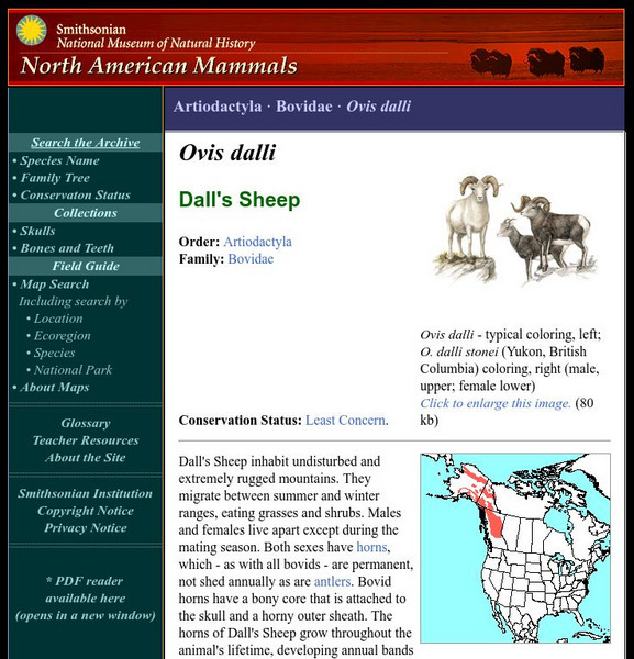 National Museum of Natural History: American Mammals: Dall's Sheep Handout National Museum of Natural History: American Mammals: Dall's Sheep Handout