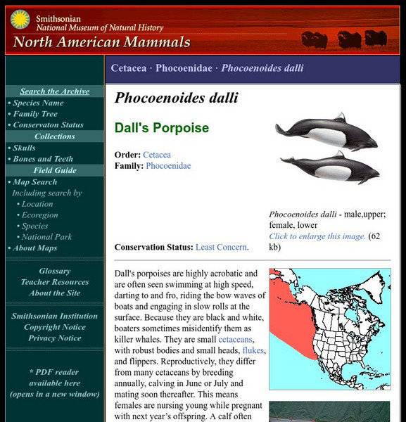 National Museum of Natural History: American Mammals: Dall's Porpoise Handout National Museum of Natural History: American Mammals: Dall's Porpoise Handout