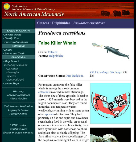 National Museum of Natural History: American Mammals: False Killer Whale Handout National Museum of Natural History: American Mammals: False Killer Whale Handout