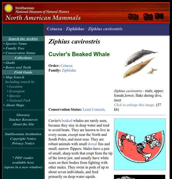 National Museum of Natural History: American Mammals: Cuvier's Beaked Whale Handout National Museum of Natural History: American Mammals: Cuvier's Beaked Whale Handout