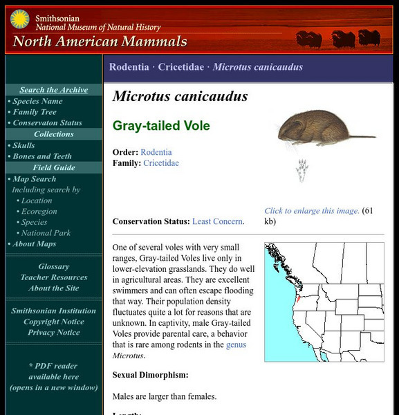 National Museum of Natural History: American Mammals: Gray Tailed Vole Handout National Museum of Natural History: American Mammals: Gray Tailed Vole Handout