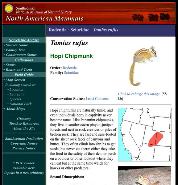 National Museum of Natural History: American Mammals: Hopi Chipmunk Handout National Museum of Natural History: American Mammals: Hopi Chipmunk Handout