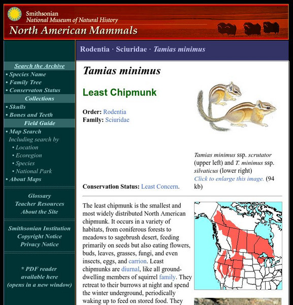 National Museum of Natural History: American Mammals: Least Chipmunk Handout National Museum of Natural History: American Mammals: Least Chipmunk Handout