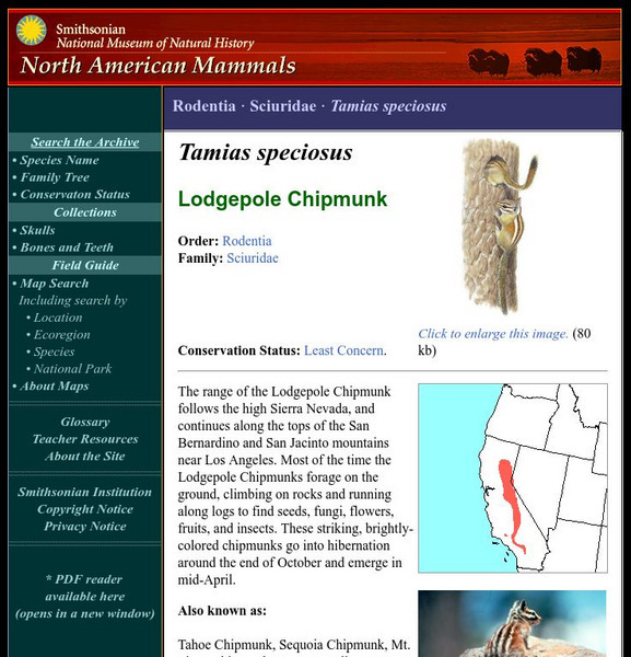 National Museum of Natural History: American Mammals: Lodgepole Chipmunk Handout National Museum of Natural History: American Mammals: Lodgepole Chipmunk Handout