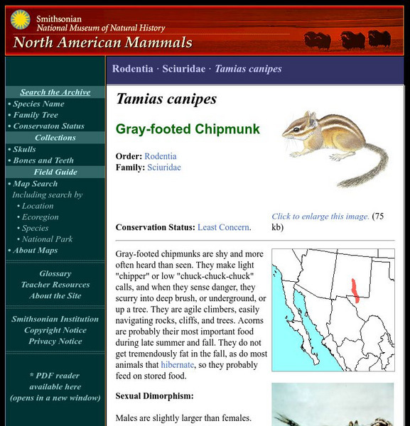 National Museum of Natural History: American Mammals: Gray Footed Chipmunk Handout National Museum of Natural History: American Mammals: Gray Footed Chipmunk Handout