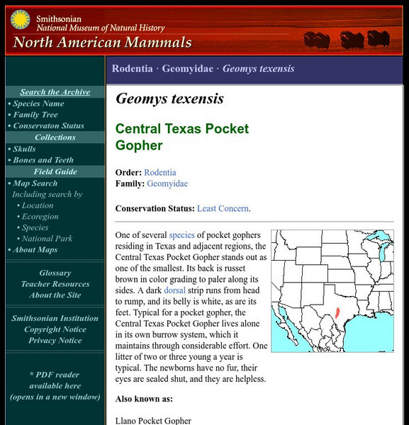 National Museum of Natural History: American Mammals: Llano Pocket Gopher Handout National Museum of Natural History: American Mammals: Llano Pocket Gopher Handout