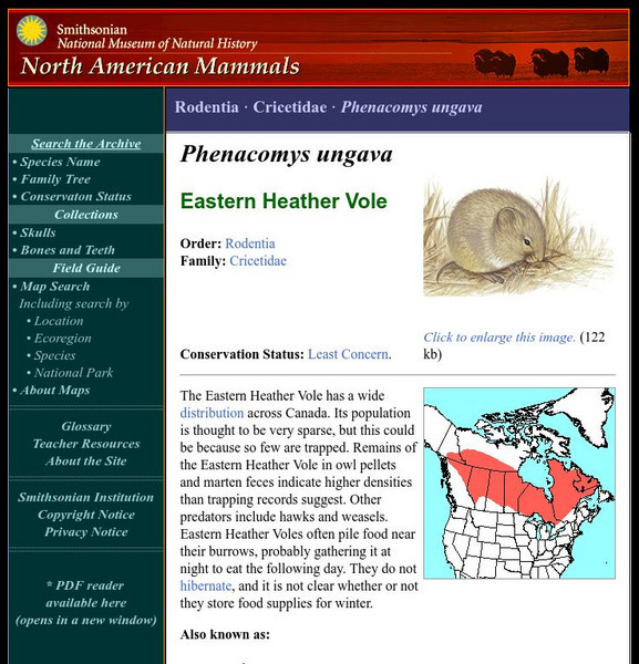 National Museum of Natural History: American Mammals: Eastern Heather Vole Handout National Museum of Natural History: American Mammals: Eastern Heather Vole Handout