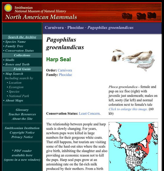 National Museum of Natural History: American Mammals: Harp Seal Handout National Museum of Natural History: American Mammals: Harp Seal Handout