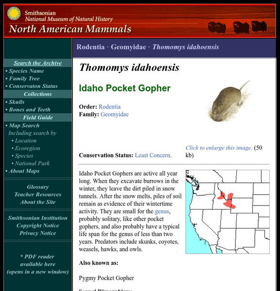 National Museum of Natural History: American Mammals: Idaho Pocket Gopher Handout National Museum of Natural History: American Mammals: Idaho Pocket Gopher Handout