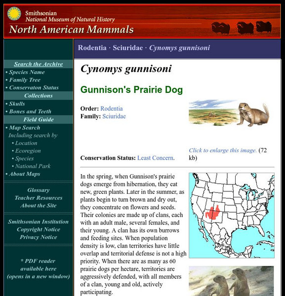 National Museum of Natural History: American Mammals: Gunnison's Prairie Dog Handout National Museum of Natural History: American Mammals: Gunnison's Prairie Dog Handout