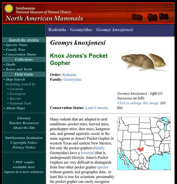National Museum of Natural History: American Mammals: Jones's Pocket Gopher Handout National Museum of Natural History: American Mammals: Jones's Pocket Gopher Handout