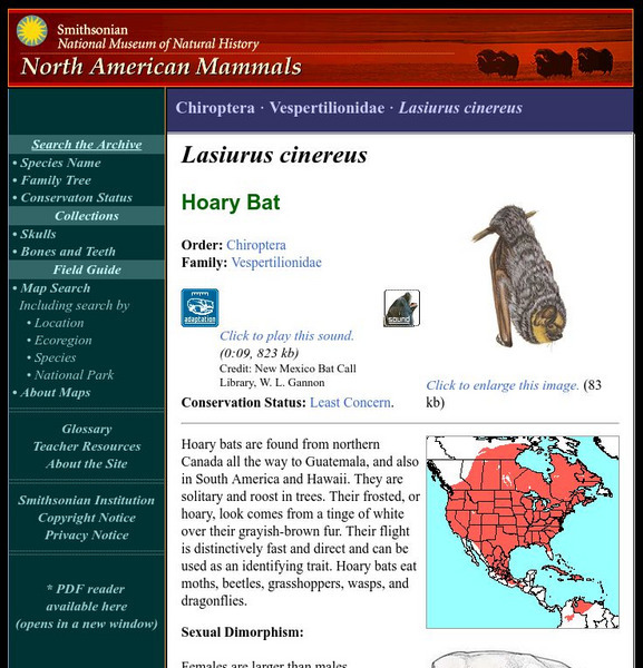 National Museum of Natural History: American Mammals: Hoary Bat Handout National Museum of Natural History: American Mammals: Hoary Bat Handout